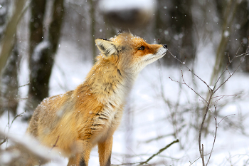 Потяжка / В поисках пропитания