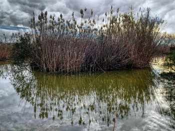 &nbsp; / Delta de l'Ebre (Deltebre) - canyes - Baix Ebre
