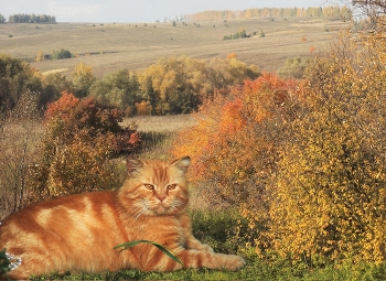 Осенний кот / ***