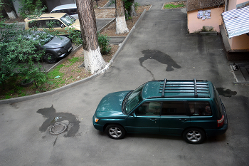 А вот комендант нашего двора. / ***