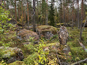 В ожидании сумерек / ***