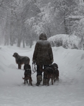 За снежными куропатками / Куропатки воображаемые, снег до небес - настоящий!