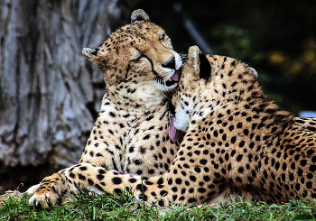 Любвиобильные / ***