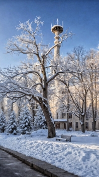 Древо зимних снов / ***