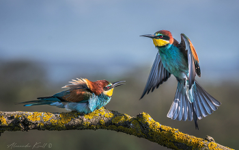 Не пущу! / Момент из насыщенной на сюжеты жизни золотистых щурок.