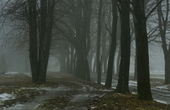Туманное утро / Зима