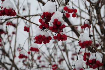 Зимнее угощение / Рябина в снегу - угощенье для птиц.