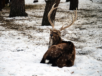 Портрет / ***