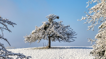 &nbsp; / Apfelbaum im Schnee