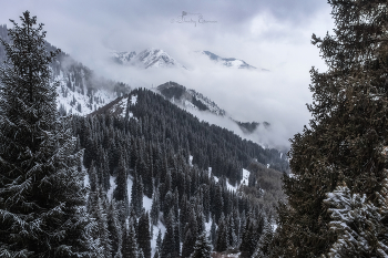 Тишина, которую можно услышать... / Комиссаровское ущелье
Плато Кимасар 
Заилийский Алатау