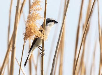 Сорокопут-жулан / ***