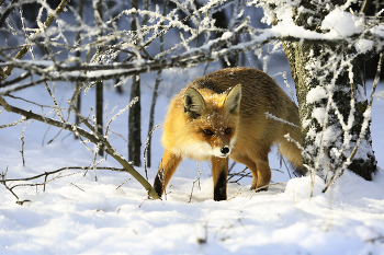 В зимнем лесу / ***