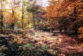 Про осень / ***