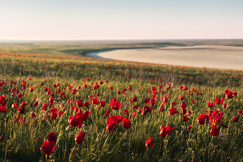 "Весенняя степь" / В разгар зимы самое время подумать о приближающейся весне! В апреле мы обычно путешествуем по степным регионам юга России, и вполне продуктивно. В прошлом году в первом туре мы застали самый пик цветения диких тюльпанов в Ростовской области и Калмыкии!