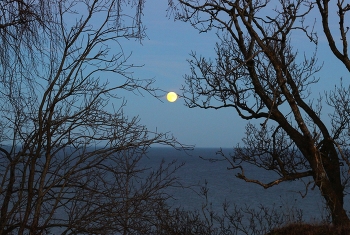 в заколдованном диком / сумерки