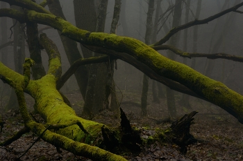 В лесу / Туманный лес