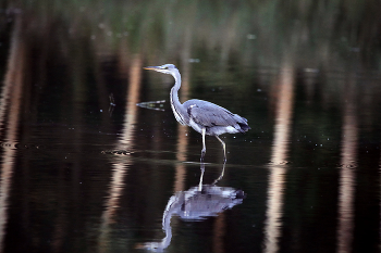 тищь да гладь / цапля дефилирует на мели в месте впадения речки в озеро
