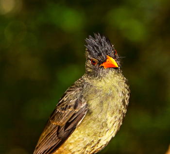 Сейшельский бульбуль / Сейшельские острова, остров Праслин