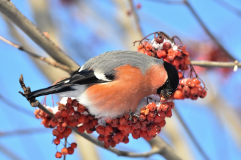 Обед снегиря / ***