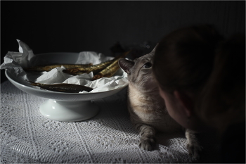 котики- наше всё / февраль