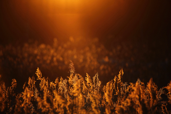 закат на болоте / стебли камыша светятся на фоне заходящего солнца
