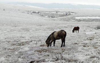 Яйла зимой / Крым