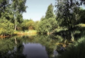 Летний полдень у пруда / Подмосковье 2015год.
