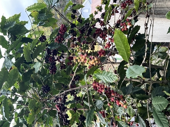 Кофе хотите?… / ***