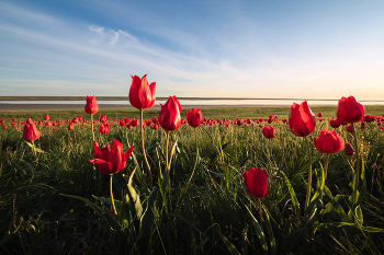 "Тюльпан Шренка" / Тюльпан Шренка – пожалуй самый яркий и самый знаменитый цветок степи. В апреле иногда зацветает массово, разукрашивая участки степи в яркие цвета.
В апреле я организую сразу 2 фототура в цветущие степи Калмыкии: 11-18 и 19-26 апреля. Места ещё остались, можно присоединиться arskashkarov.com/kalmykia