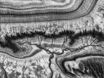 Древо жизни ч/б / Урочище Кызылкуп. Мангистауская область. Казахстан. 17 апреля 2025