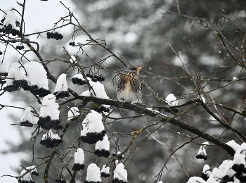 Пока всё не съест, не улетит, вторая неделя идёт... / ***