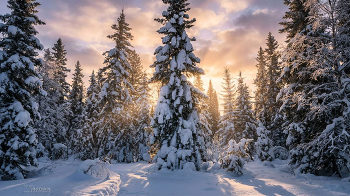 Закат над Сибирской тайгой / Сибирская тайга, район реки Барзас, морозы еще держаться