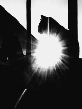 Жизнь вокруг / ***