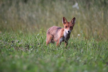 встреча / Встреча на опушке леса