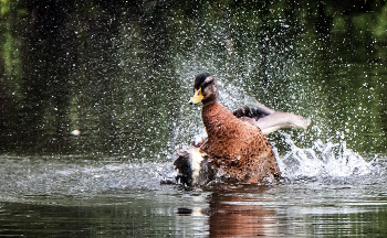 Утиный переполох. / ***