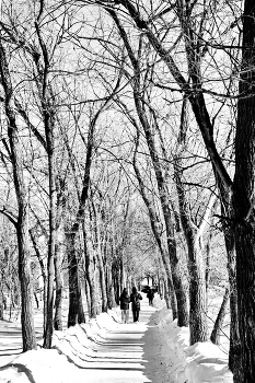 Морозным днём. / Томская область.