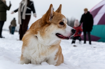 Собакен / ***