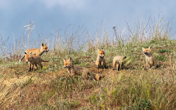 Рыжая свора / ***