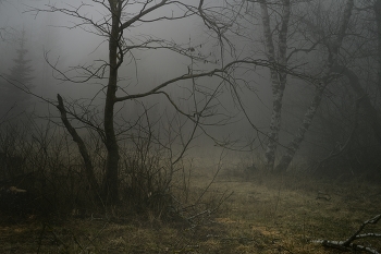 Туманное утро / Зима