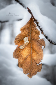 Янтарный сон... / ***
