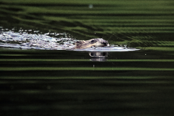 вечерний заплыв / Ондатра совершает свой вечерний заплыв