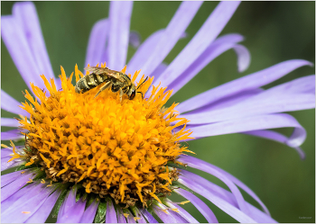 &nbsp; / Одиночная пчела(Lasioglossum ). Самец