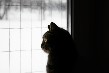 В ожидании весны / ***