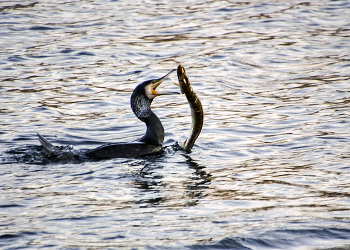 Мы сегодня рыбку поймали / ***