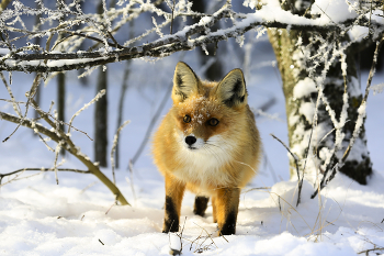 В зимнем лесу / ***