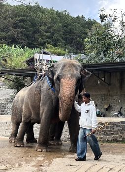 Восьминогий / ***