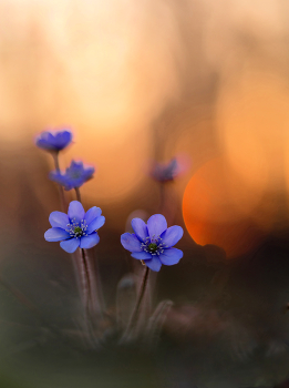 &nbsp; / im ersten Morgenlicht