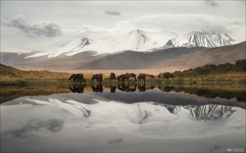 Зона покоя / Зона покоя Укок – это территория, где можно забыть о внешнем мире, это то место, где действительно понимаешь смысл слова «покой». 
Бескрайнее плоскогорье, пустое и свободное, словно оглушает своей тишиной и спокойствием. 
Большую часть плоскогорья занимает котловина, которая усеяна множеством безымянных мелких озер ( порядка 800 ) и речушек.
В «зоне покоя» запрещены все виды деятельности человека, только местное население может использовать плато для выпаса скота.
Овцы, козы, кони и сарлыки выпасаются в течение всего года, включая зиму.
И тут часто встречаются табуны лошадей, подчеркивающие дикую красоту степей и гор…

Горный Алтай, плато Укок.
Август 2025г.


(с) https://phototravel.pro/phototravel2026/