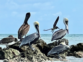 &nbsp; / Pelicans at Key West, Florida