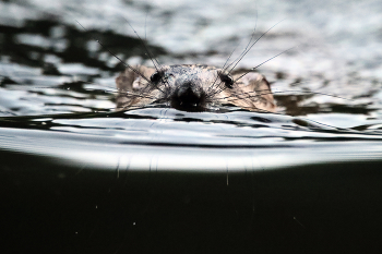 усатая / вечерний заплыв ондатры